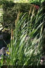 Restaurant la c�te 2  17 