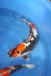 Danny's koi caf� Hunting 2009 : Visit to Takigawa koi farm  11 