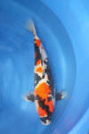 Danny's koi caf� Hunting 2009 : Visit to Takigawa koi farm  15 