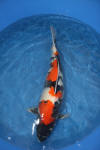 Danny's koi caf� Hunting 2009 : Visit to Takigawa koi farm  56 
