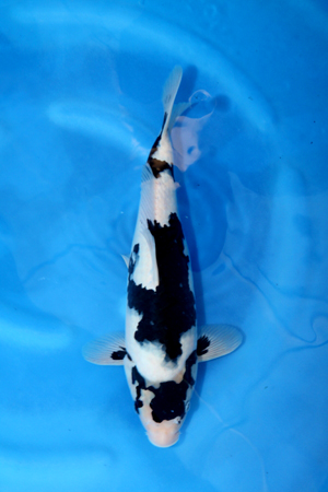 Danny's koi caf� Hunting 2009 : day 2 Omosako  4 