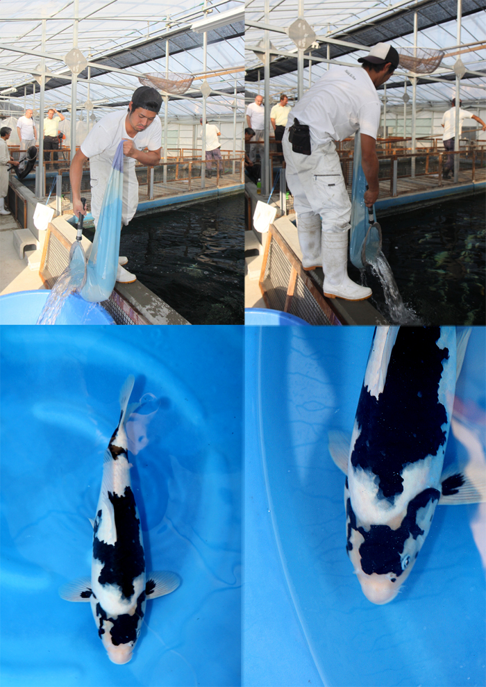 Danny's koi caf� Hunting 2009 : day 2 Omosako  5 