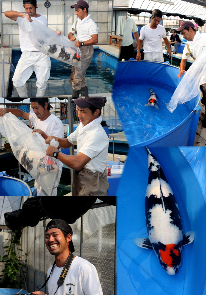 Danny's koi caf� Hunting 2009 : day 2 Omosako  3 