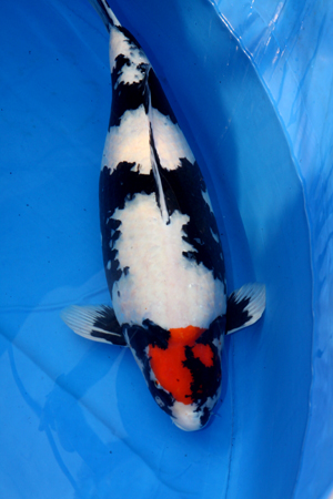 Danny's koi caf� Hunting 2009 : day 2 Omosako  2 