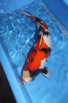 Danny's koi caf� Hunting 2009 : OOMO  72 