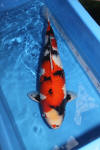 Danny's koi caf� Hunting 2009 : OOMO  75 