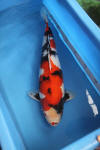Danny's koi caf� Hunting 2009 : OOMO  80 