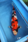 Danny's koi caf� Hunting 2009 : OOMO  79 