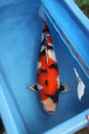 Danny's koi caf� Hunting 2009 : OOMO  78 