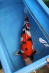 Danny's koi caf� Hunting 2009 : OOMO  76 