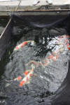 Danny's koi caf� Hunting 2009 : Hiroi koi farm  29 