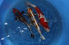 Danny's koi caf� Hunting 2009 : Hiroi koi farm  84 