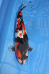 Danny's koi caf� Hunting 2009 : Hiroi koi farm  102 