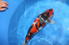 Danny's koi caf� Hunting 2009 : Hiroi koi farm page 2  8 