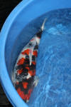 Danny's koi caf� Hunting 2009 : Hiroi koi farm page 2  17 