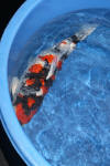 Danny's koi caf� Hunting 2009 : Hiroi koi farm page 2  20 