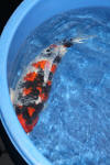 Danny's koi caf� Hunting 2009 : Hiroi koi farm page 2  21 