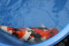 Danny's koi caf� Hunting 2009 : Hiroi koi farm page 2  37 