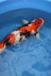 Danny's koi caf� Hunting 2009 : Hiroi koi farm page 2  42 