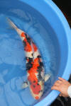 Danny's koi caf� Hunting 2009 : Hiroi koi farm page 2  45 
