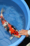 Danny's koi caf� Hunting 2009 : Hiroi koi farm page 2  46 