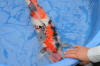 Danny's koi caf� Hunting 2009 : Hiroi koi farm page 2  47 