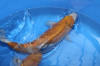 Danny's koi caf� Hunting 2009 : Hiroi koi farm page 3  2 