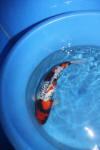 Danny's koi caf� Hunting 2009 : Hiroi koi farm page 3  52 