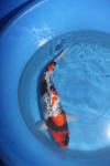 Danny's koi caf� Hunting 2009 : Hiroi koi farm page 3  66 