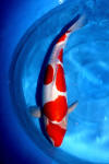 Danny's koi caf� Hunting 2009 : Hiroi koi farm  12 