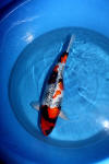 Danny's koi caf� Hunting 2009 : Hiroi koi farm  17 