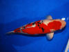 Danny's koi caf� Hunting 2009 : Grand Champion Hiroshima Nogosai  7 
