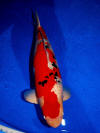 Danny's koi caf� Hunting 2009 : Grand Champion Hiroshima Nogosai  2 