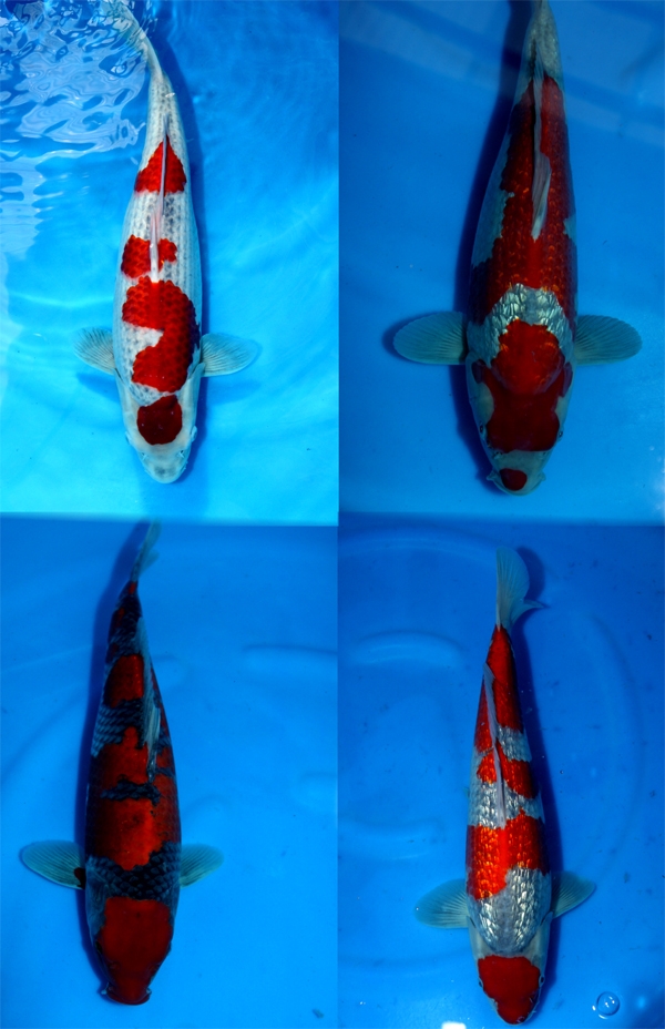 Danny's koi caf� Hunting 2009 : Minuma  4 