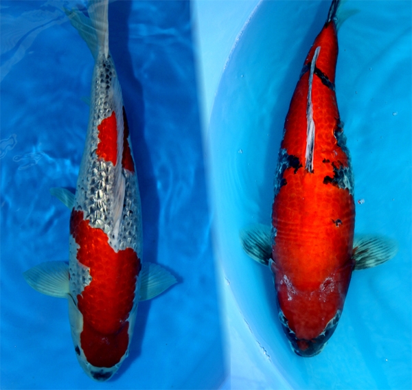 Danny's koi caf� Hunting 2009 : Minuma  3 