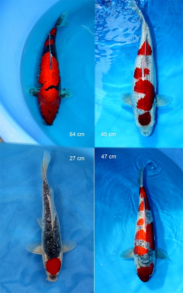 Danny's koi caf� Hunting 2009 : Minuma  2 