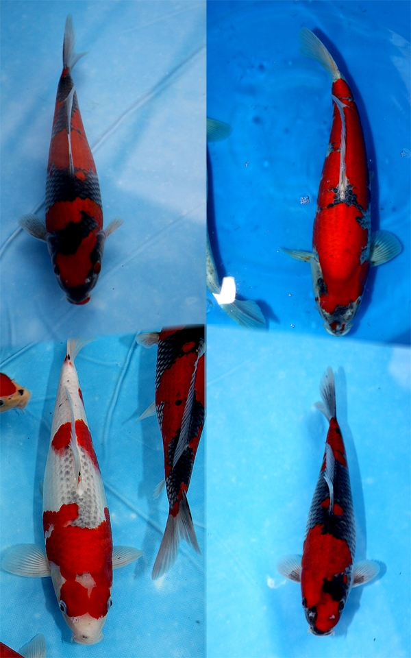 Danny's koi caf� Hunting 2009 : Minuma  5 