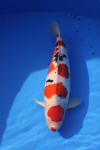 Danny's koi caf� Hunting 2009 : Dainichi grand champion Niiagata Nogosai  14 