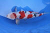 Danny's koi caf� Hunting 2009 : Dainichi grand champion Niiagata Nogosai  12 