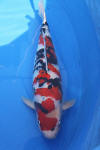 Danny's koi caf� Hunting 2009 : Dainichi grand champion Niiagata Nogosai  15 