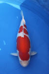 Danny's koi caf� Hunting 2009 : Dainichi grand champion Niiagata Nogosai  13 