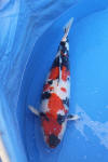Danny's koi caf� Hunting 2009 : Dainichi grand champion Niiagata Nogosai  19 