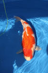 Danny's koi caf� Hunting 2009 : Dainichi grand champion Niiagata Nogosai  22 