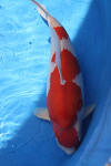 Danny's koi caf� Hunting 2009 : Dainichi grand champion Niiagata Nogosai  23 