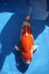 Danny's koi caf� Hunting 2009 : Dainichi grand champion Niiagata Nogosai  27 