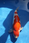 Danny's koi caf� Hunting 2009 : Dainichi grand champion Niiagata Nogosai  28 
