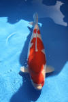 Danny's koi caf� Hunting 2009 : Dainichi grand champion Niiagata Nogosai  29 