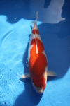 Danny's koi caf� Hunting 2009 : Dainichi grand champion Niiagata Nogosai  30 