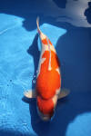 Danny's koi caf� Hunting 2009 : Dainichi grand champion Niiagata Nogosai  31 