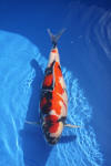 Danny's koi caf� Hunting 2009 : Dainichi grand champion Niiagata Nogosai  32 